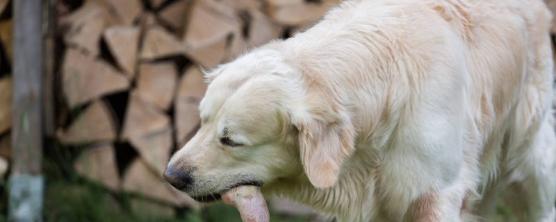 肉狗的养殖前景具体怎么样，附带养殖的优势和需要注意的地方