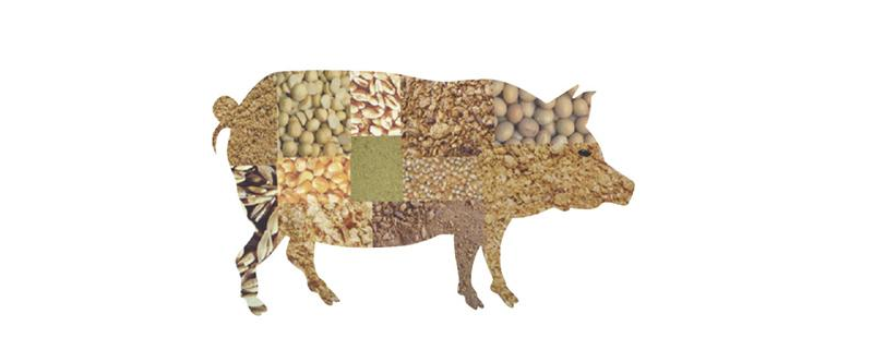 猪饲料中为什么必须要添加脱霉剂，霉菌毒素的危害具体有哪些呢