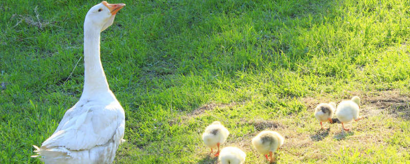 养一千只鹅的投入成本是多少钱，详细分析养殖一千只鹅能够赚到多少利润