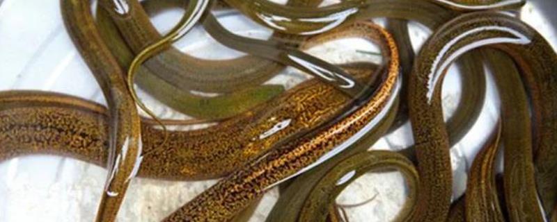 春季黄鳝养殖的具体技术，需要注意如何做好换水工作