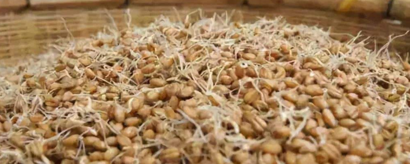 春季畜禽应当如何补饲发芽饲料，附带详细制作技术及具体使用方法