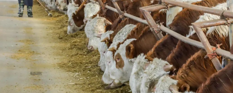 常见的几种因环境污染而造成的饲料营养损失，主要包括以下提到的这六种内容