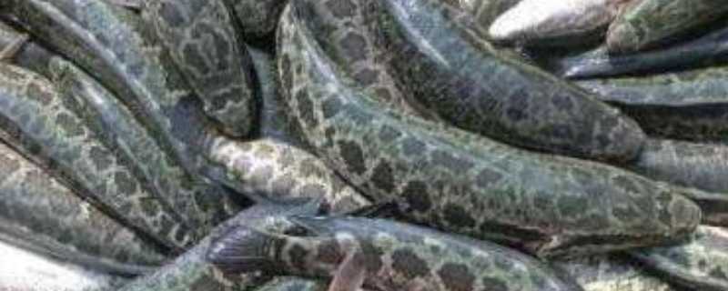 黑鱼网箱养殖技术有哪些，主要包含以下五个具体方面