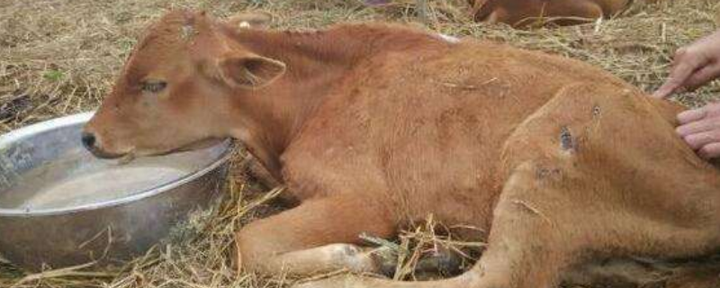 牛瘤胃膨胀的具体防治方法有哪些，牛瘤胃膨胀的临床表现症状及主要发病原因