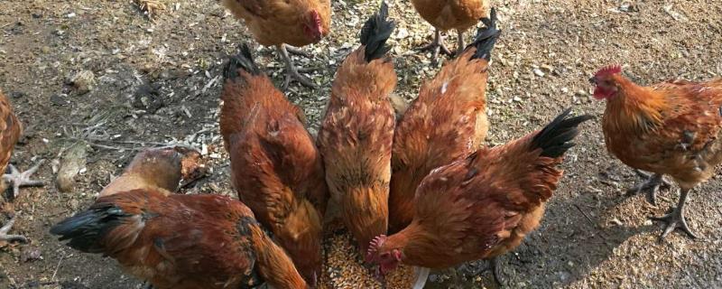 新鱼腥草素钠的作用与功效有哪些，附上详细用法