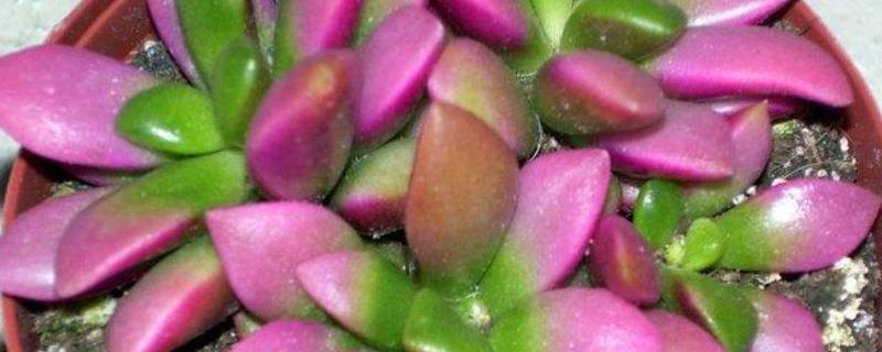 春梦殿锦的详细养殖方法以及有哪些注意事项，春梦殿锦究竟是什么植物