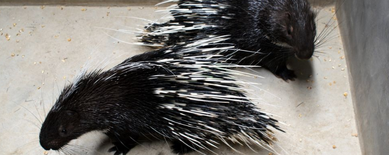 现在的豪猪养殖究竟有没有销路，养殖豪猪到底具备哪些方面的优势