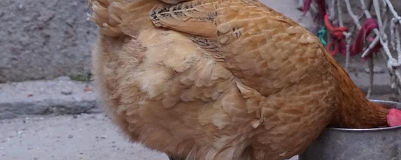 干扰素的正确应用方法具体有哪些，在使用过程中有哪些相关的注意事项