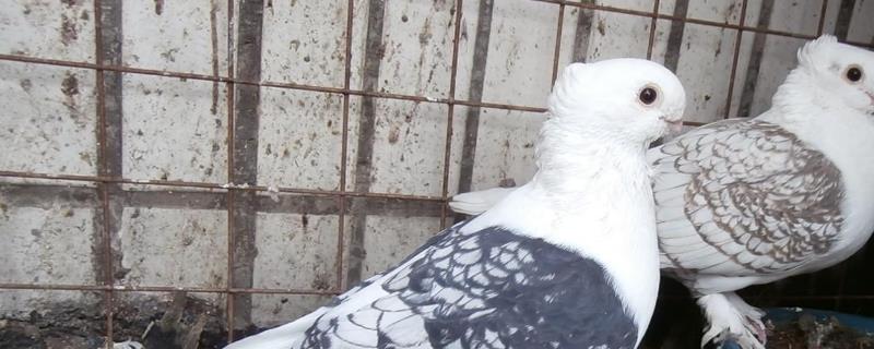 观赏鸽的养殖前景如何，附带常见的优良品种介绍