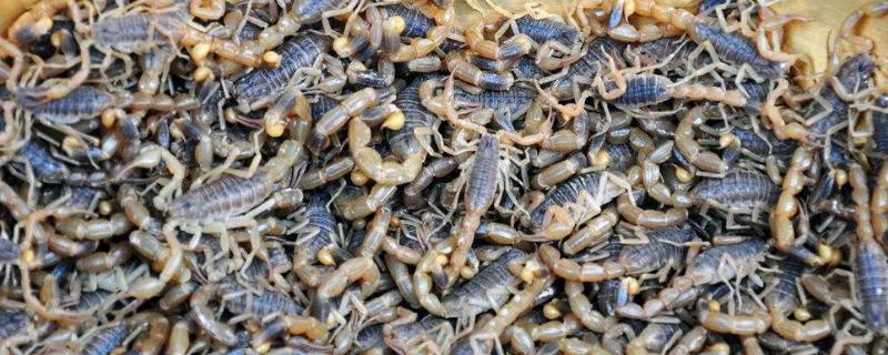 蝎子养殖的成本和利润各是多少，附带购买种蝎的具体成本是多少