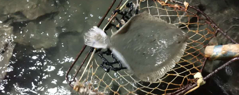 多宝鱼究竟属于海鱼还是淡水鱼，多宝鱼平时喜欢吃什么样的食物呢