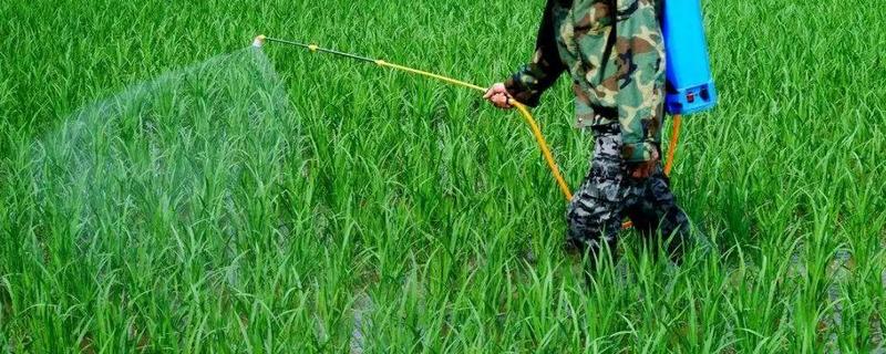 除草剂药害产生的人为原因及具体预防措施，实际操作中需要注意些什么事项