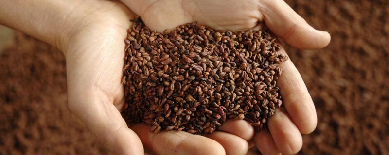 多菌灵主治那些常见的病害，具体应当怎样正确的使用呢