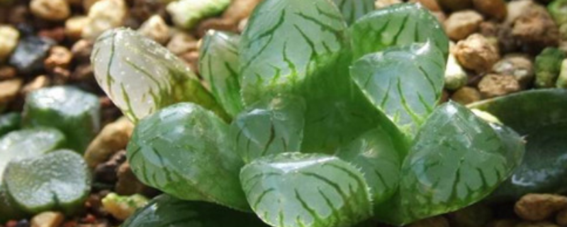 冰灯玉露常见的繁殖方法，附带具体的养殖方法有哪些