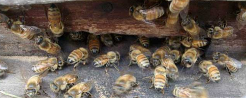 这种云贵高原中蜂，到底是什么