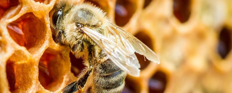 黑小蜜蜂的品种特征，关于它的详细介绍资料