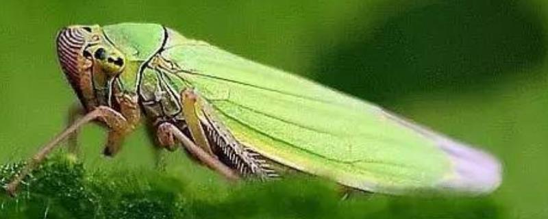 大青叶蝉是什么，这里有关于它的详细具体介绍