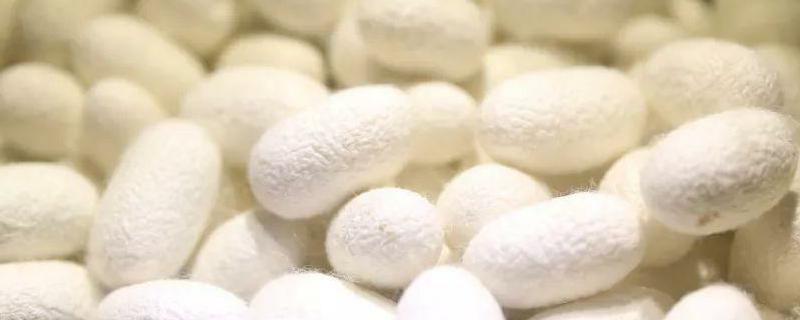 真丝和桑蚕丝的具体区别有哪些，这里有详细的对比介绍