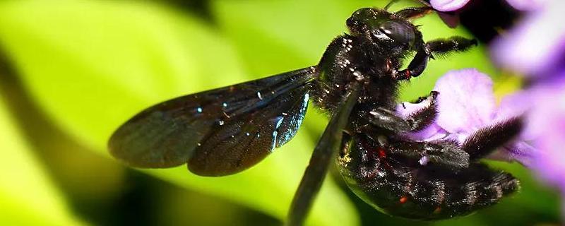 东北黑蜂的盗性是不是很强，它到底具备什么样的优点呢