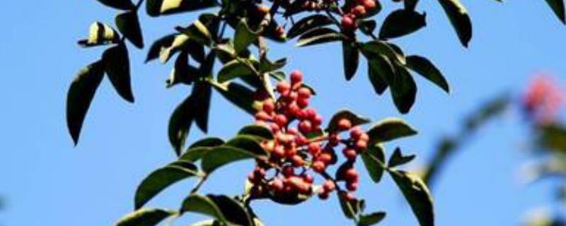 花椒树苗现在的价格是多少钱一棵，常见的优良品种分别有哪些