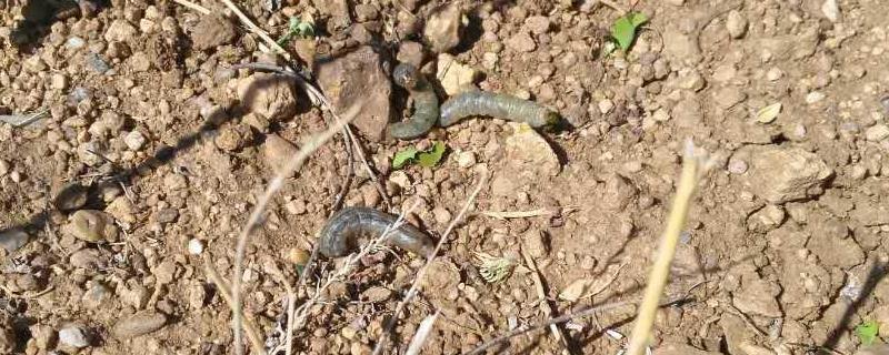 小地老虎的防治方法有哪些，附带这种害虫的详细危害特征介绍