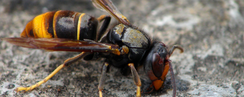胡蜂养殖场地应该怎么选择，主要包含了以下四个方面的核心要点