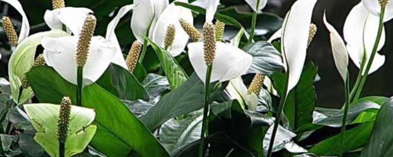 白鹤芋的详细养殖方法与需要注意的事项，并附带白鹤芋的繁殖技术详解