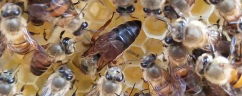 蜂王属于雌性还是雄性，蜂王真的就是蜜蜂群体中的统治者吗