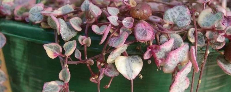 爱之蔓的繁殖方式有哪些，具体该怎样进行人工操作呢