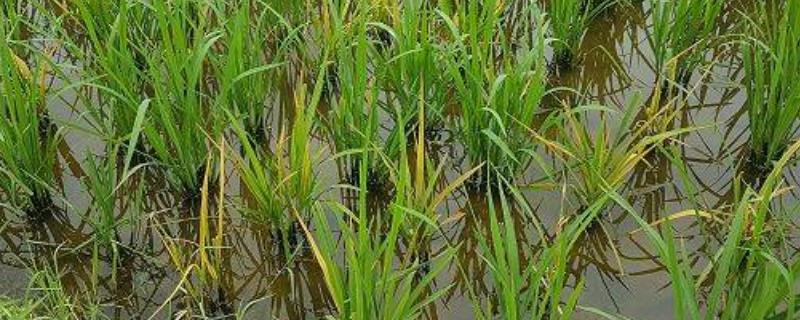 水稻黄矮病是什么，附带更加详细的病害介绍