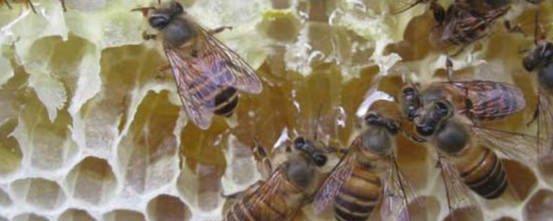 中蜂喂白糖造脾的实用技巧及注意事项有哪些，详细的喂食原理是什么