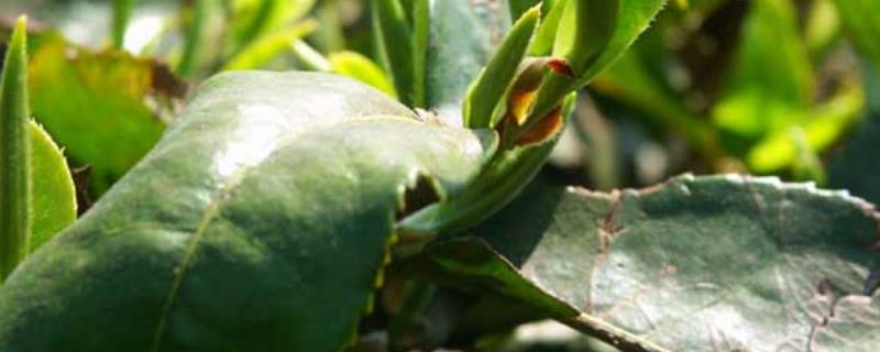 茶短须螨的特征是什么，具体应该怎样进行科学防治