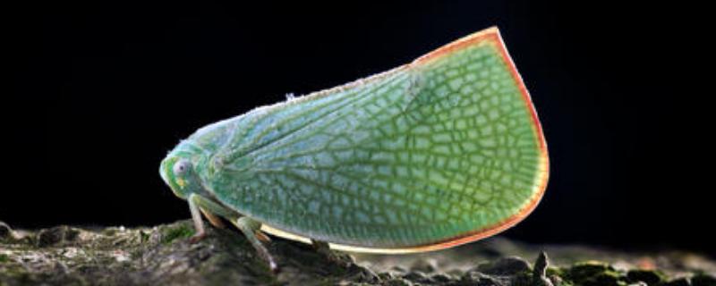 碧蛾蜡蝉是什么昆虫，它的生活习性有哪些以及具体的形态特征