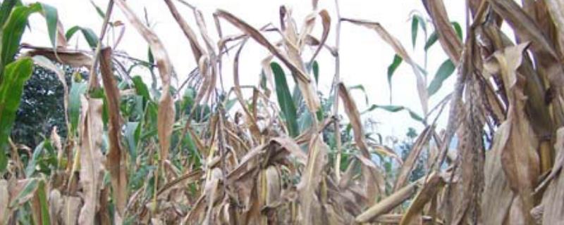 玉米青枯病产生的原因有哪些，目前主要的防治措施具体是什么