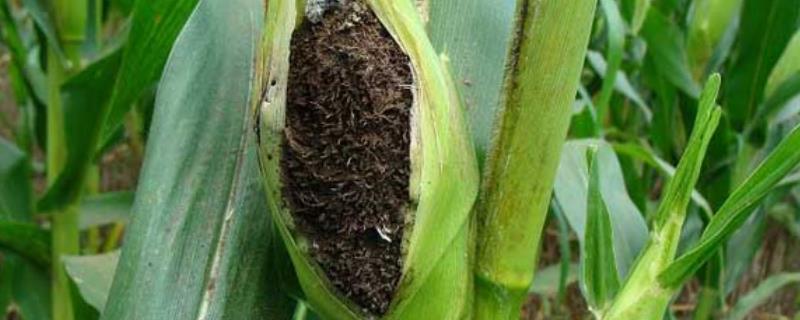 玉米丝黑穗病的危害有哪些，具体要采取什么措施进行防治
