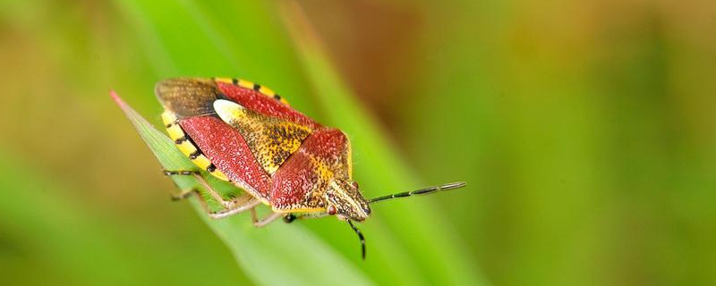 斑须蝽具体的危害特点有哪些，有效的防治方法到底是什么