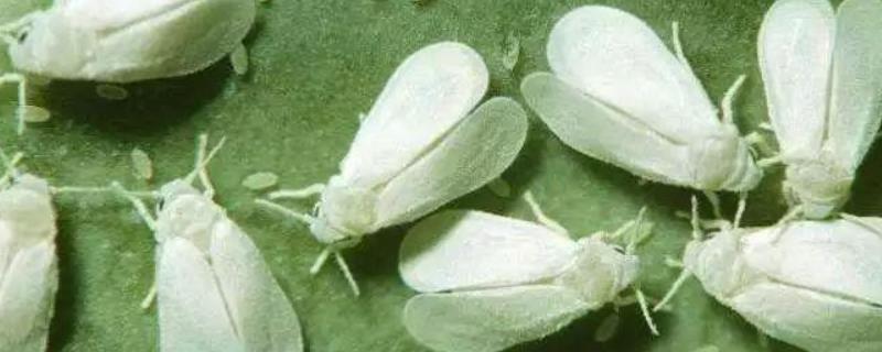 认识粉虱，及其详细的形态特征