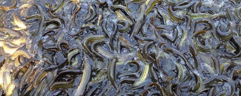 泥鳅的养殖效益究竟如何，附带其每一亩产出的具体经济效益