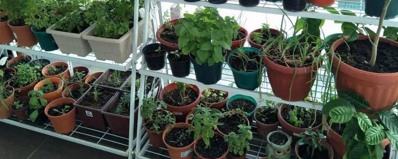 家庭室内养花的小技巧有哪些,教你怎样配制适宜的培养土