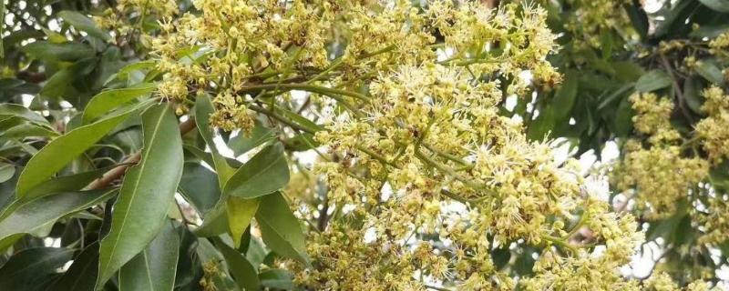 荔枝蜜通常呈现什么颜色，它的气味闻起来又是如何的