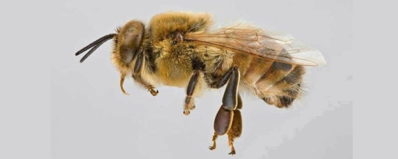 卡尼鄂拉蜂具体有哪些主要特点，卡尼鄂拉蜂最为基础的详细介绍