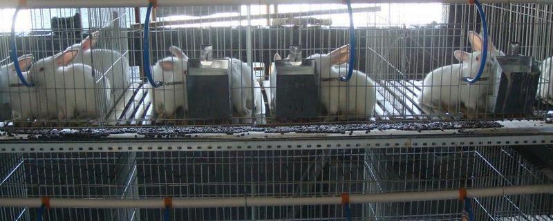 兔子养殖的市场前景到底怎么样，关于兔子的养殖优势有哪些呢