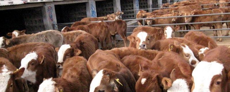 养牛的利润与成本具体是多少，养牛成本费用的详细总体分析