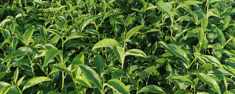 提升茶苗移栽成活率的具体办法，茶苗在运输途中要如何进行保湿