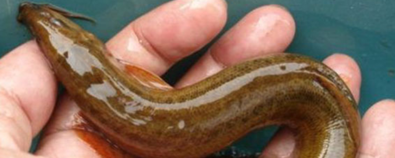 养泥鳅需要投入多少成本，泥鳅养殖有哪些具体好处及详细方法