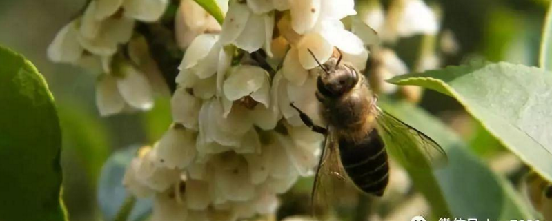 野桂花蜜的特点是什么，关于它的具体详细介绍