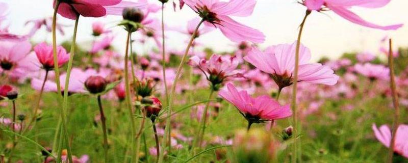 优质的蜜源植物种类，比较常见的具体都有哪些呢