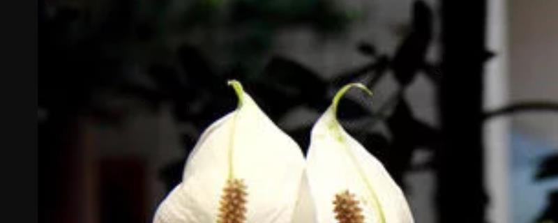 一帆风顺具体应该如何浇水，需要经常保持其盆土的湿润程度