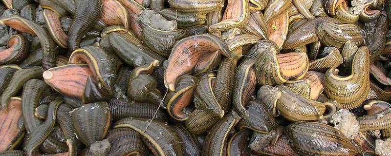 养殖水蛭大约需要投入多少钱，最后能够获得多少利润，具备哪些方面的优势