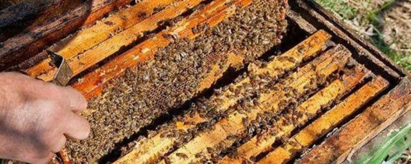 蜂群为什么会突然出现失王现象，相关的具体情况介绍